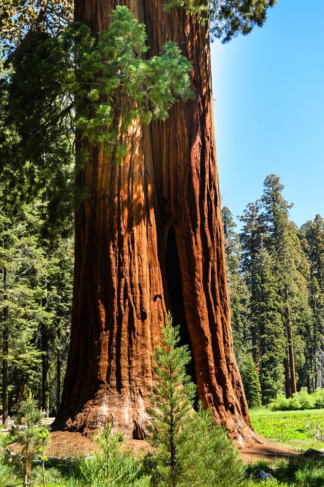 Mariposa Grove                          DSC_4670-2