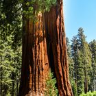 Mariposa Grove                          DSC_4670-2