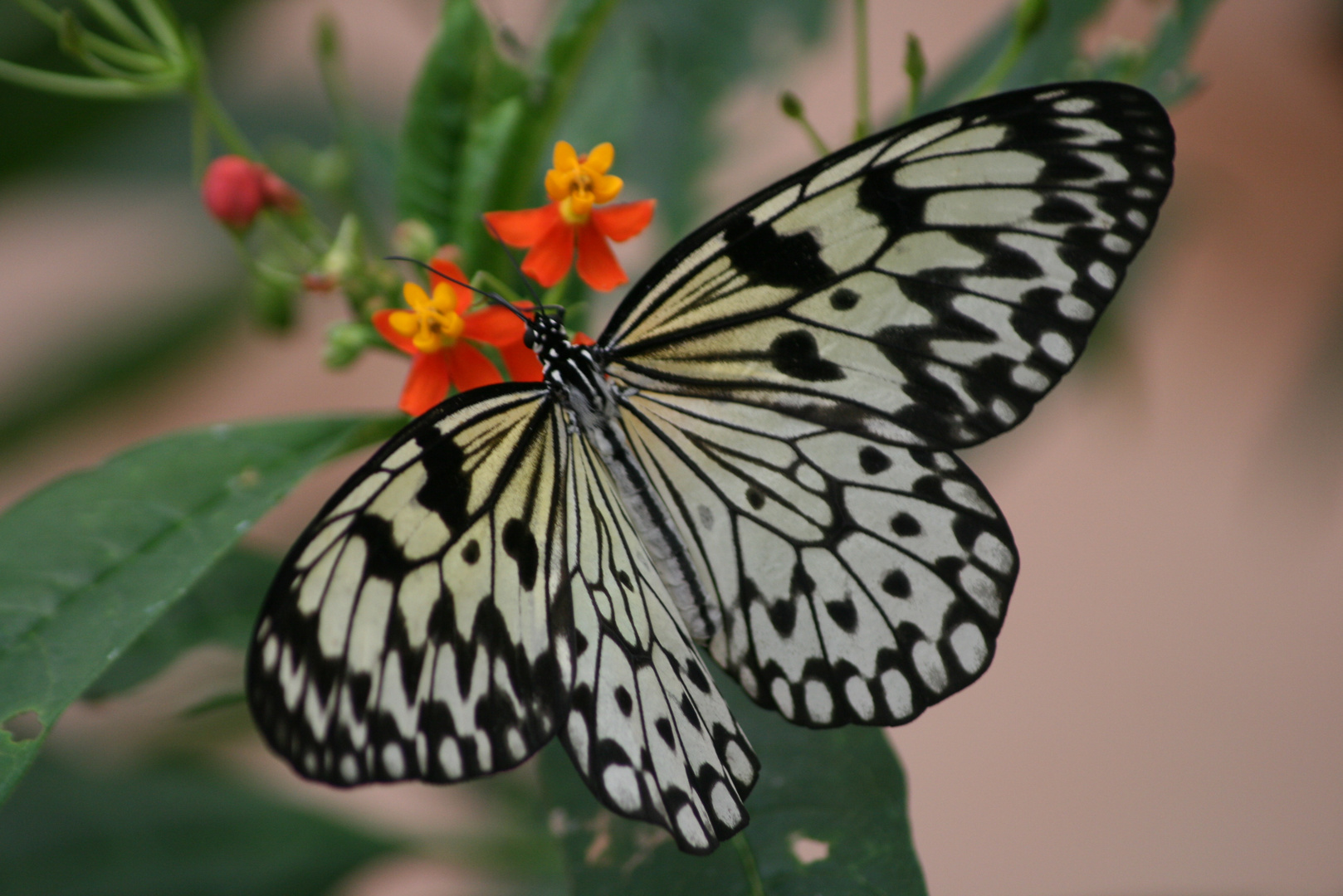 Mariposa hada