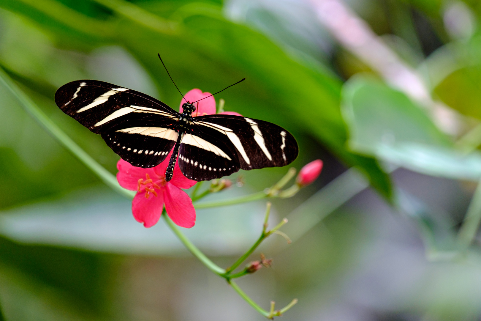 Mariposa | heliconius charitonius