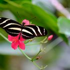 Mariposa | heliconius charitonius