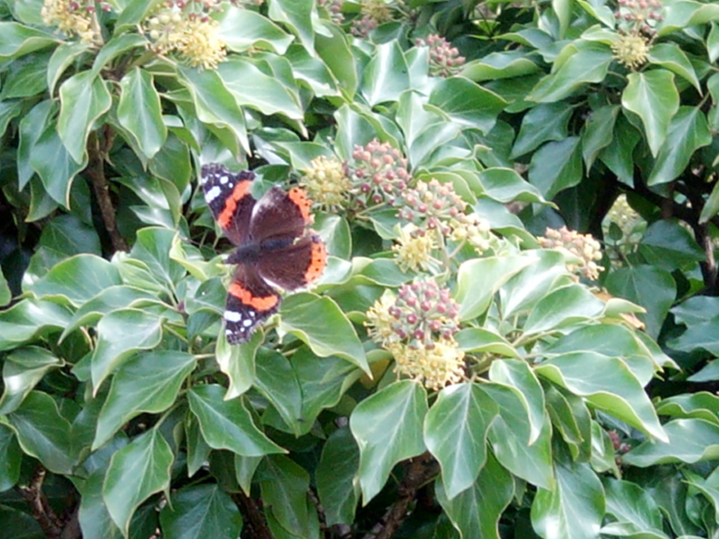 mariposa hermosa