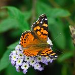 Mariposa hermosa