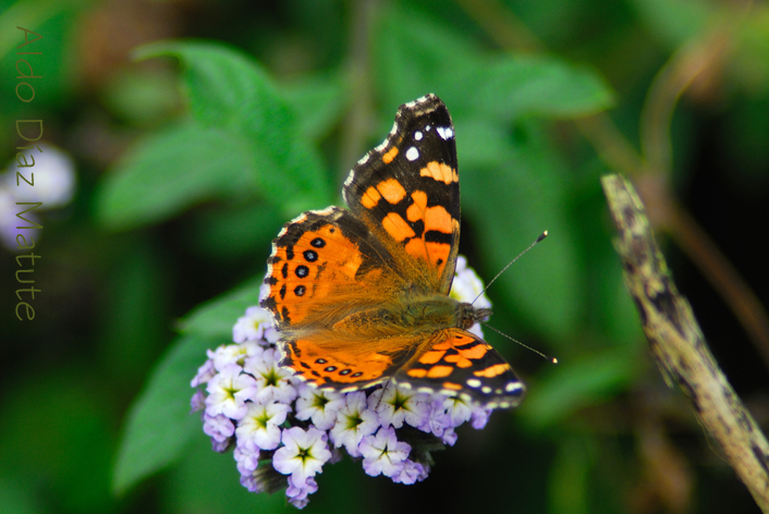 Mariposa hermosa