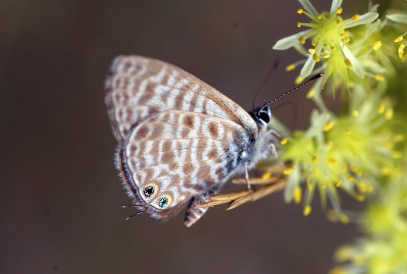 Mariposa II