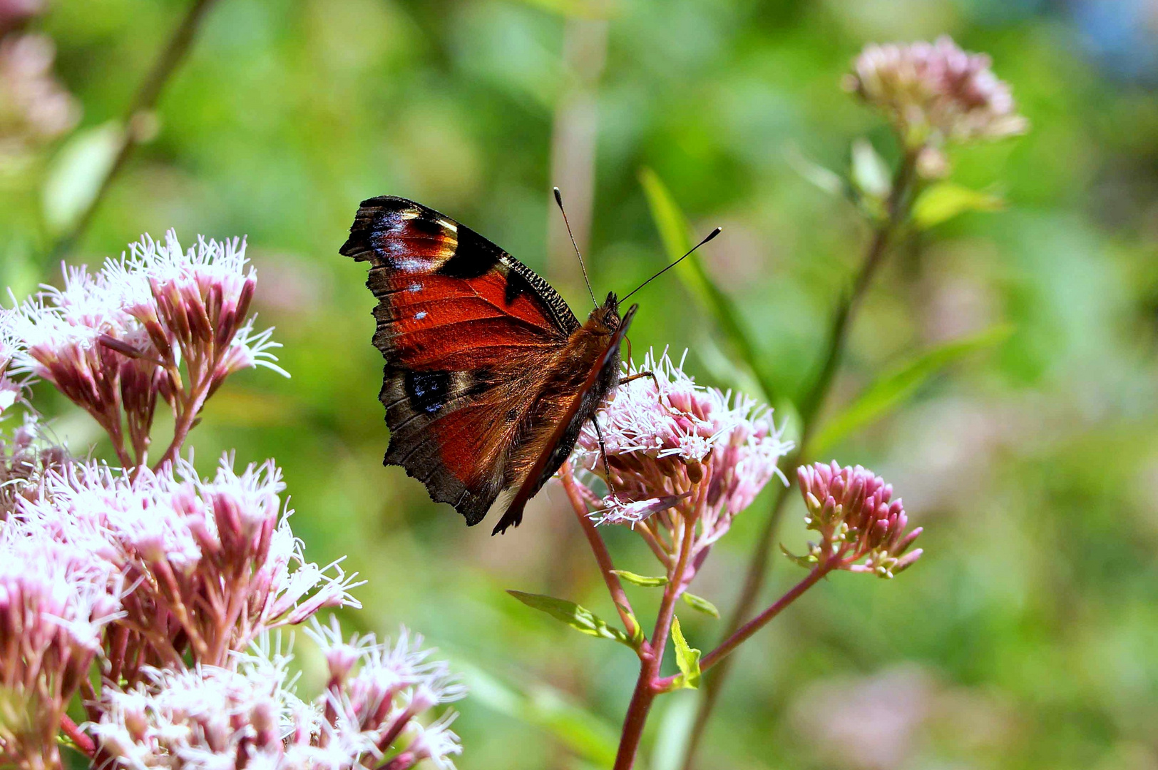 Mariposa III