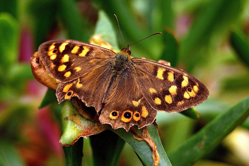 Mariposa im El Cedro