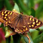 Mariposa im El Cedro