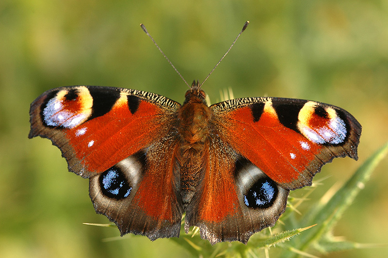 MARIPOSA INACHIS