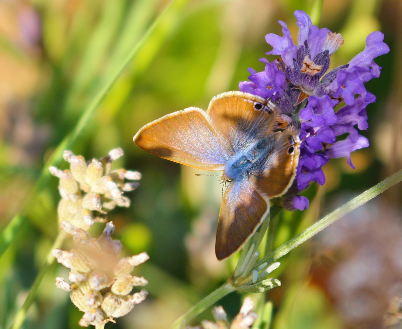 Mariposa lavanda