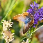 Mariposa lavanda