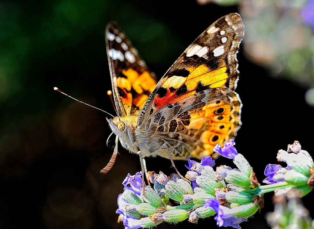 Mariposa lenguarada