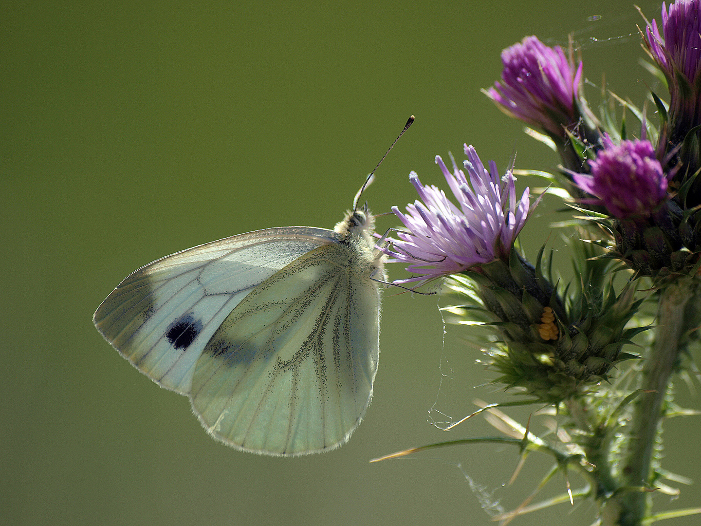 MARIPOSA LIBANDO