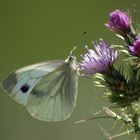 MARIPOSA LIBANDO