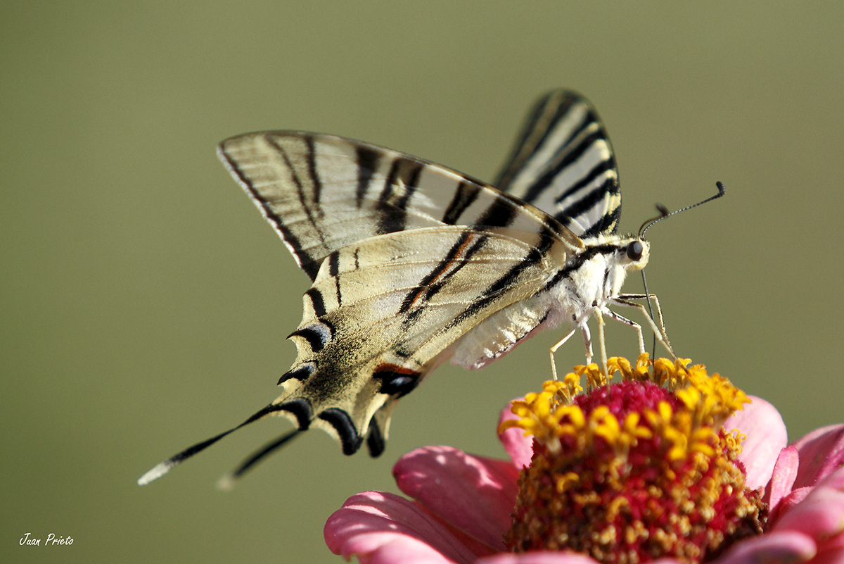 Mariposa libando en flor