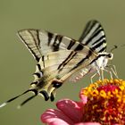 Mariposa libando en flor