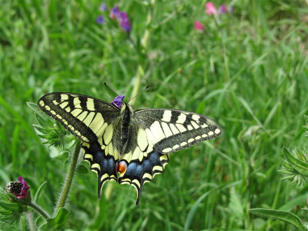 mariposa libre