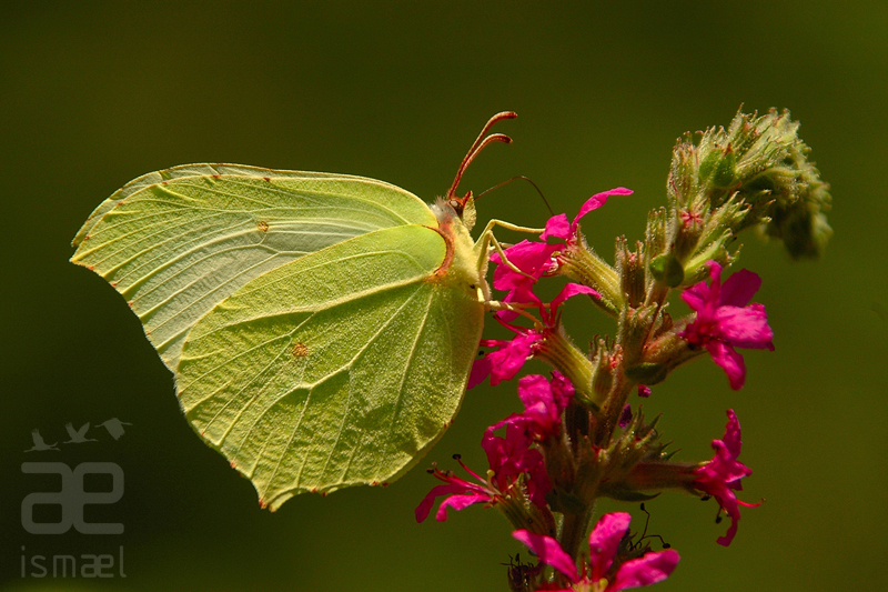 Mariposa limonera