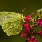 Mariposa limonera