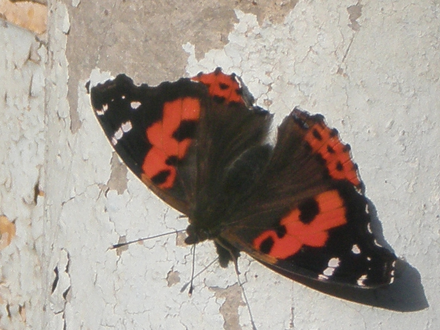 Mariposa linda