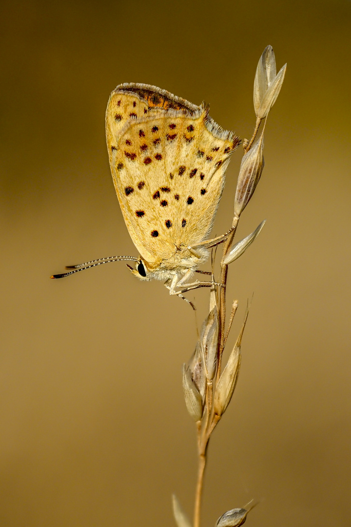 Mariposa. lycaena.