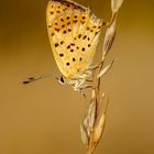 Mariposa. lycaena.