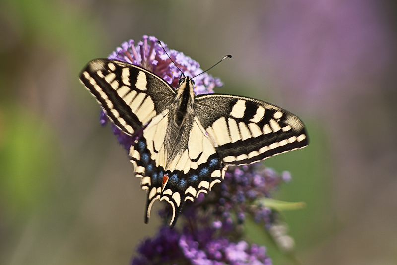 mariposa macaon