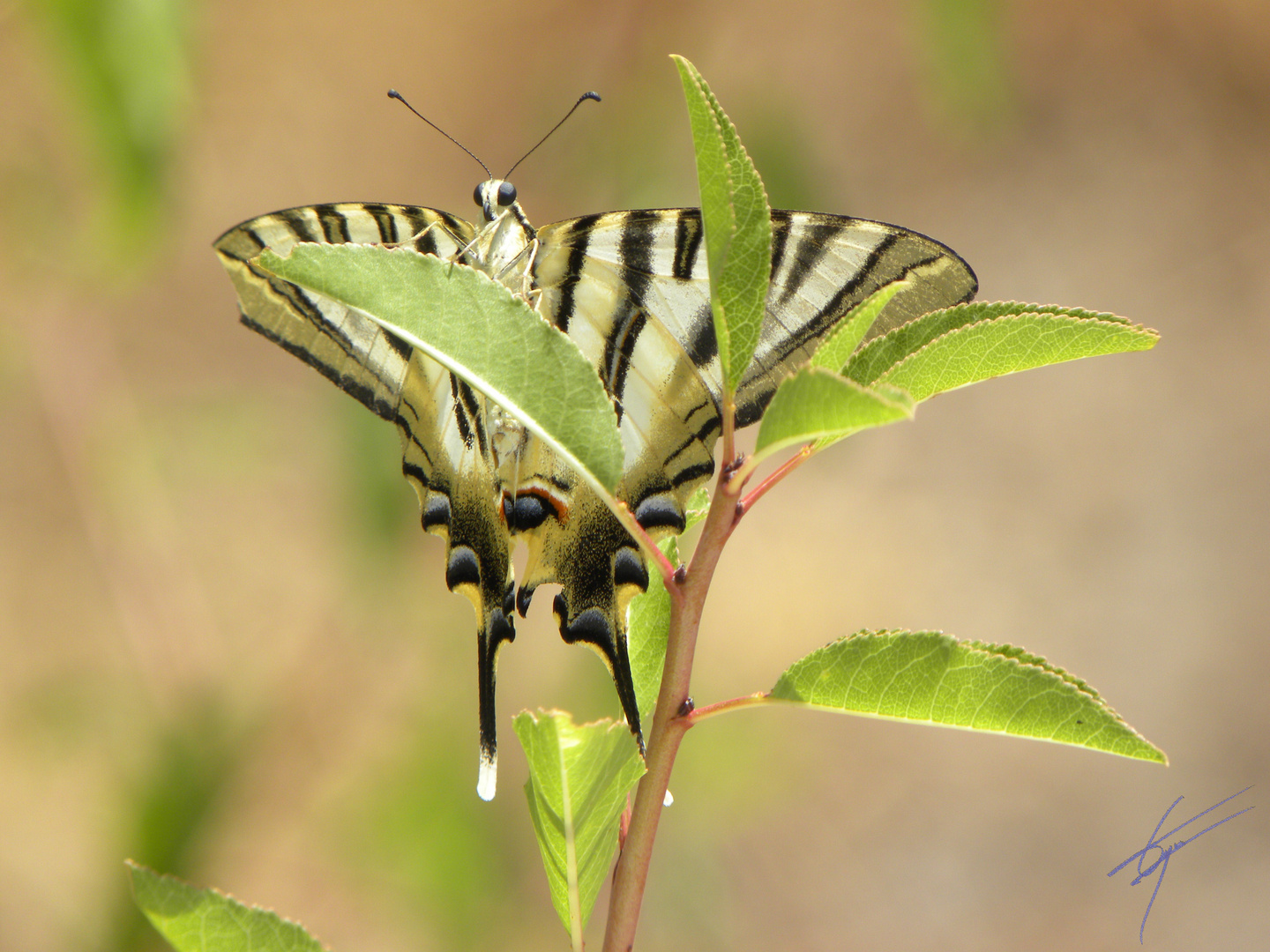 Mariposa Macaón