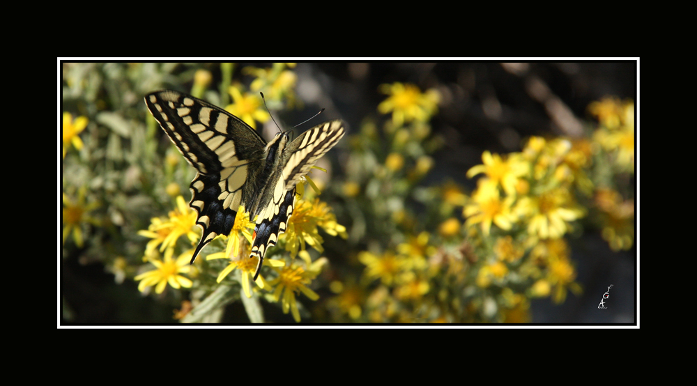 Mariposa Macaon ( Cola de golondrina )