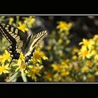 Mariposa Macaon ( Cola de golondrina )