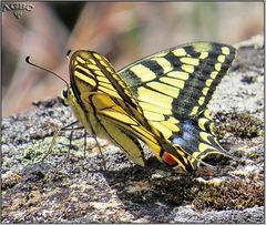 Mariposa Macaón (Papilio machaon) I
