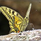 Mariposa Macaón (Papilio machaon) II