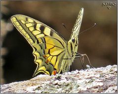 Mariposa Macaón (Papilio machaon) II