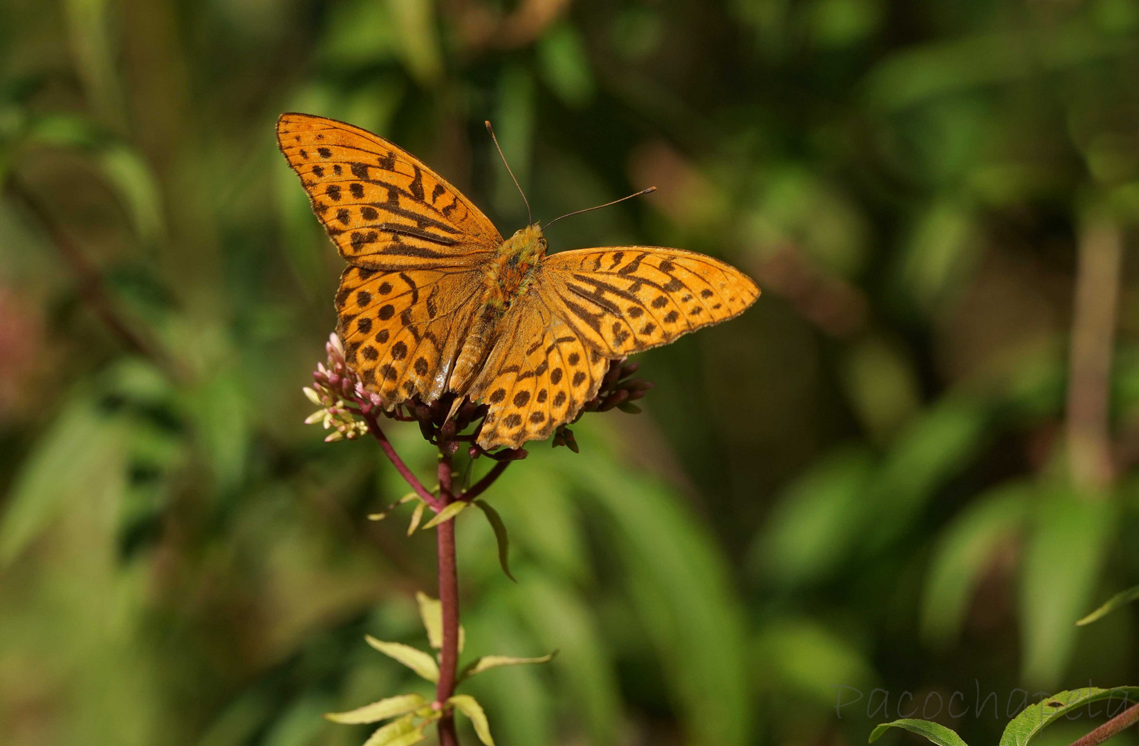 Mariposa marrón