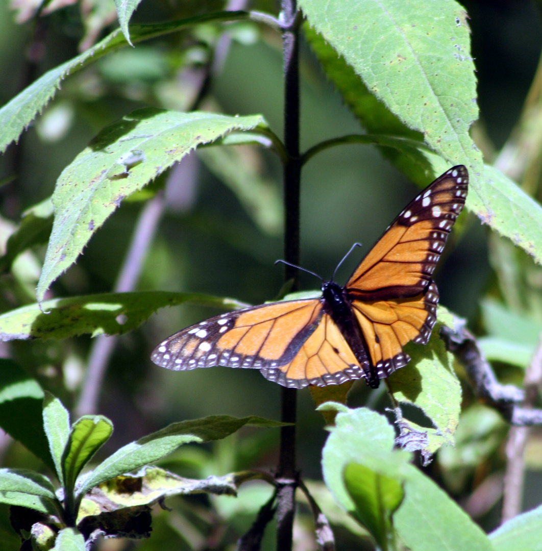 Mariposa Monarca