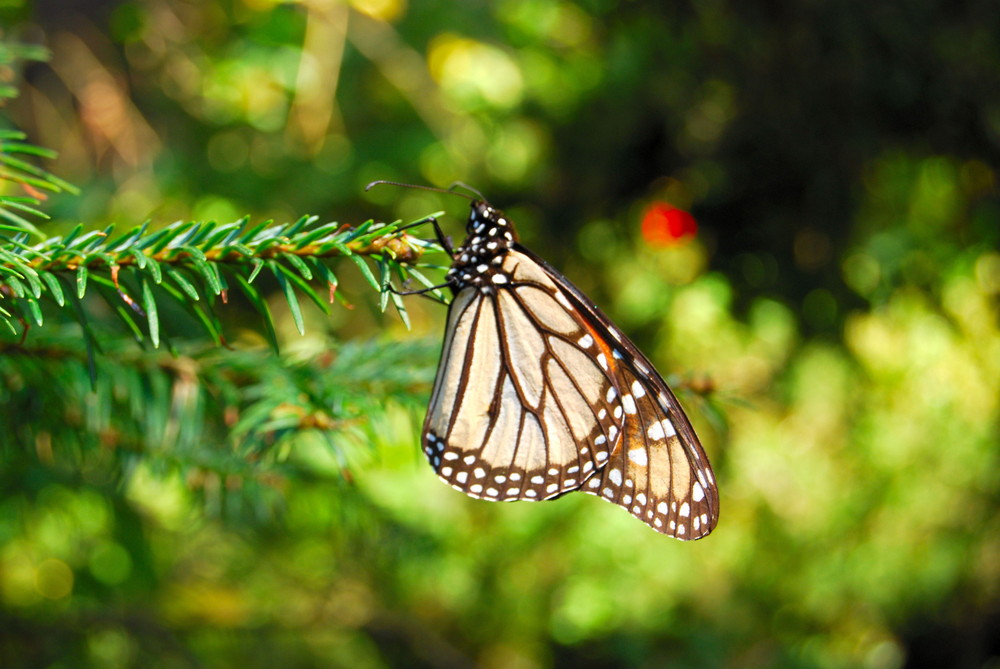 Mariposa Monarca