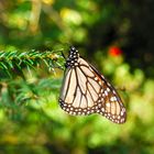 Mariposa Monarca