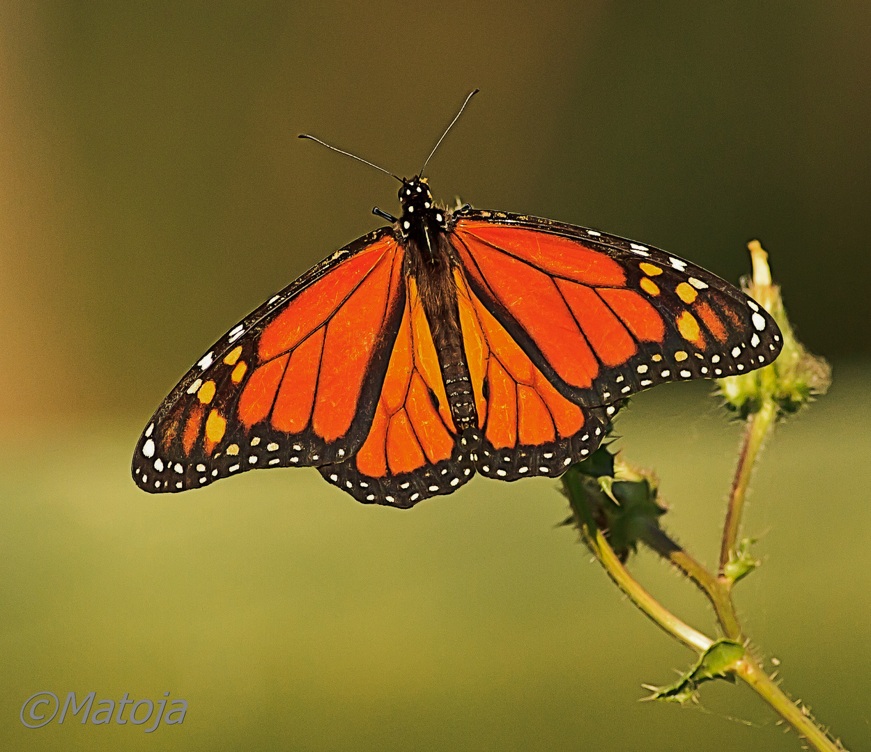 Mariposa Monarca