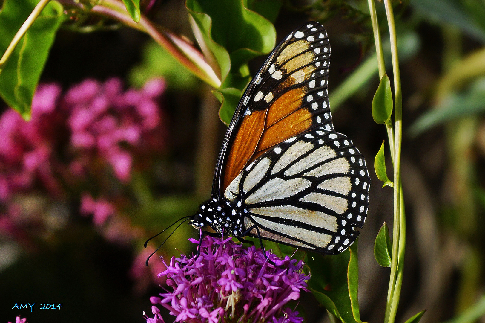 MARIPOSA MONARCA (ISLA DE LA PALMA). Para SOR CARMEN MARCOS BÁSCONES.