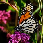 MARIPOSA MONARCA (ISLA DE LA PALMA). Para SOR CARMEN MARCOS BÁSCONES.