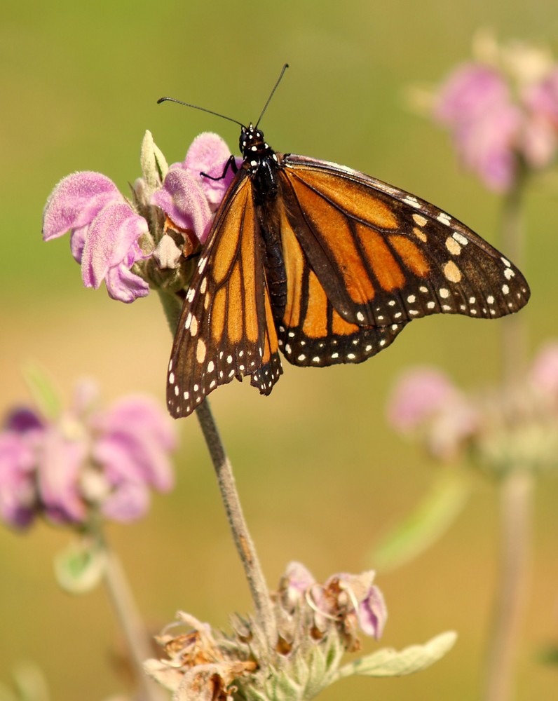 MARIPOSA MONARCA - P.N. LOS ALCORNOCALES