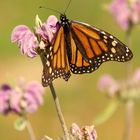 MARIPOSA MONARCA - P.N. LOS ALCORNOCALES