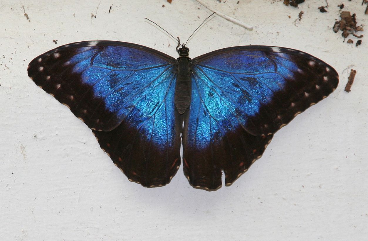 Mariposa Morpho en el mariposario del Drago.