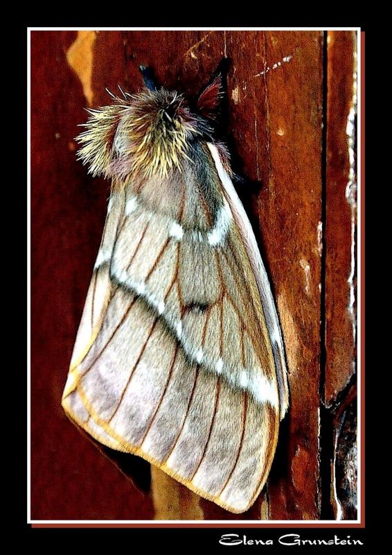 Mariposa?... no,  es una polilla!!!