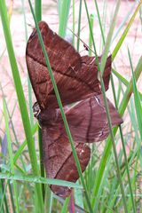 Mariposa nocturna