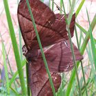 Mariposa nocturna