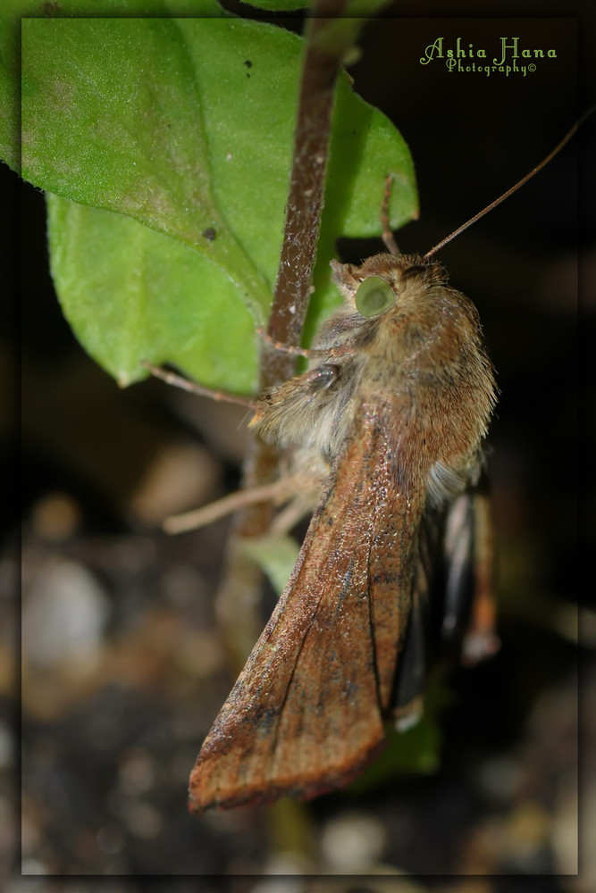 Mariposa Nocturna