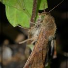 Mariposa Nocturna