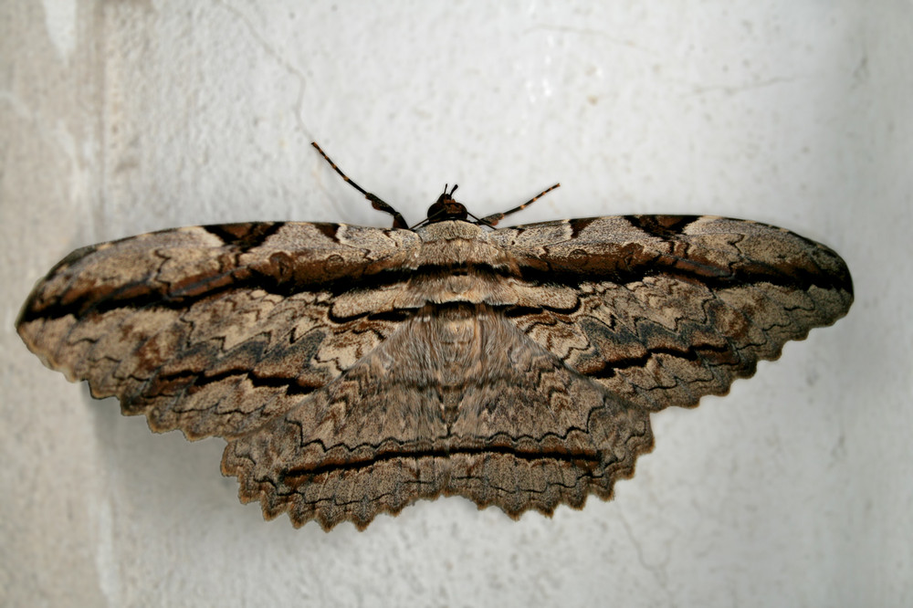 Mariposa nocturna