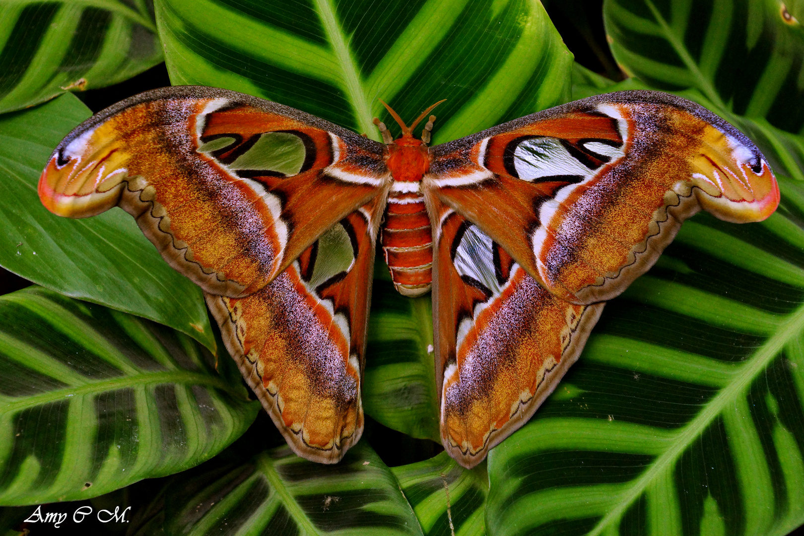 Mariposa nocturna ATTACUS ATLAS.........Dedicada a SILVIA DE LA PARTE SERNA.